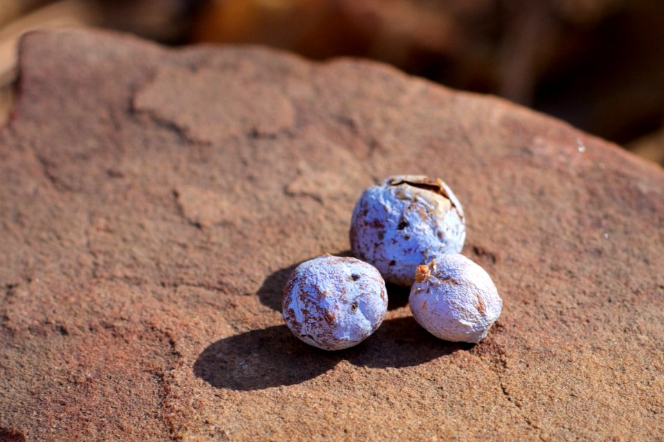 Three Juniper Berries Hanging Out