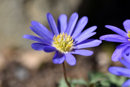 Bloom blue plant photo