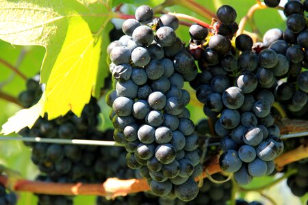 Winegrowing plant grapevine