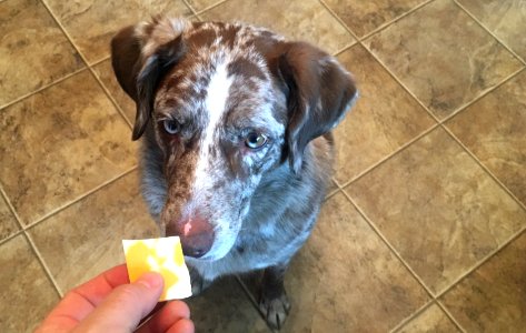 Yes, I Know You Refer to me as "Cheese Dog"...