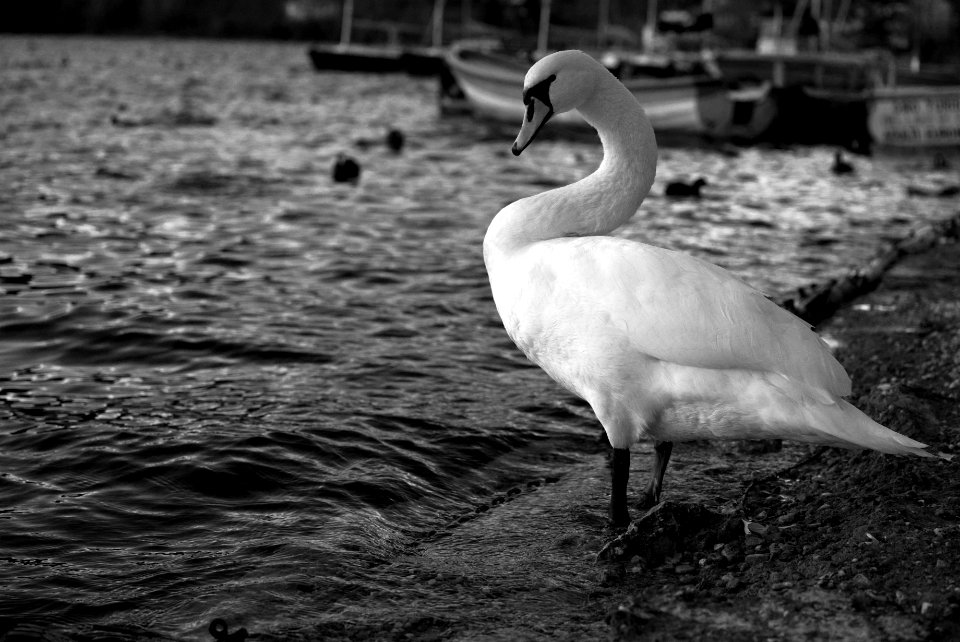 Swan lake. Best viewed large.