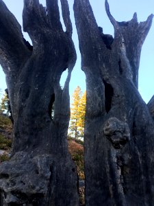 The Trees Are Shrieking