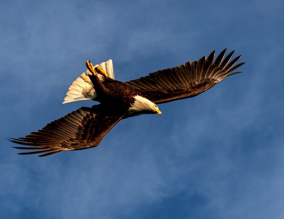 2020 Bald Eagles in Flight, vic Homer, Alaska (16)