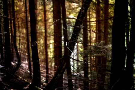 Pines at evening