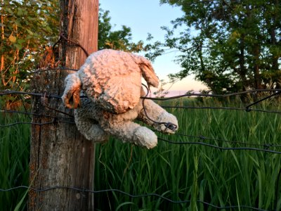 2018/365/168 It's Not Easy Being a Sheep