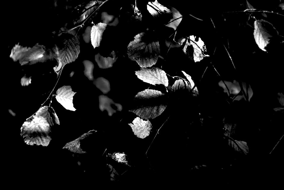 Garden scene. Better viewed large.