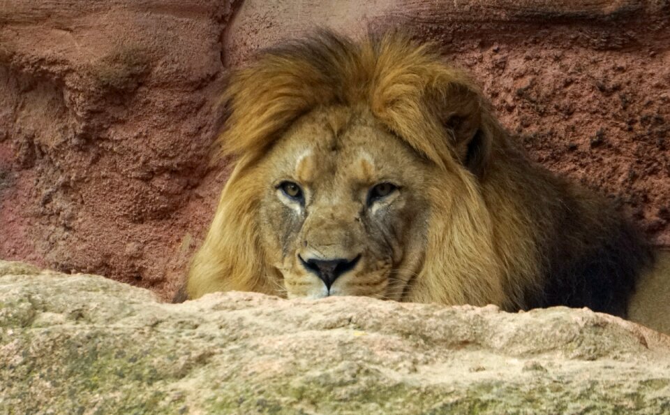 Predator big cat king