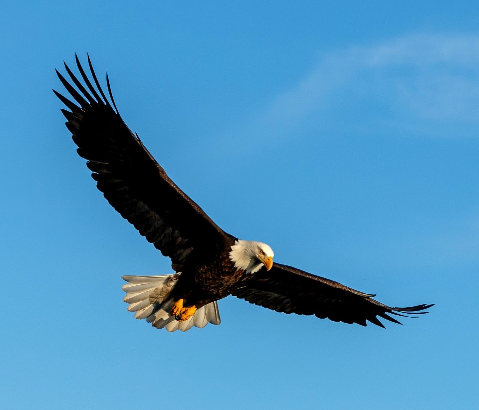 2020 Bald Eagles in and around Homer, Alaska (91)