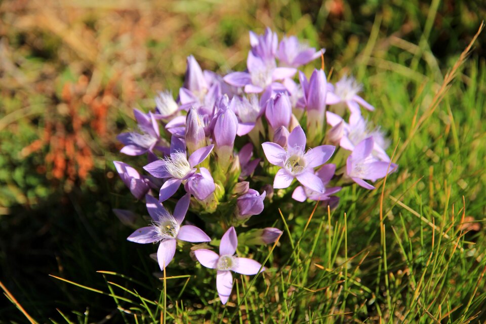 Flower purple nature