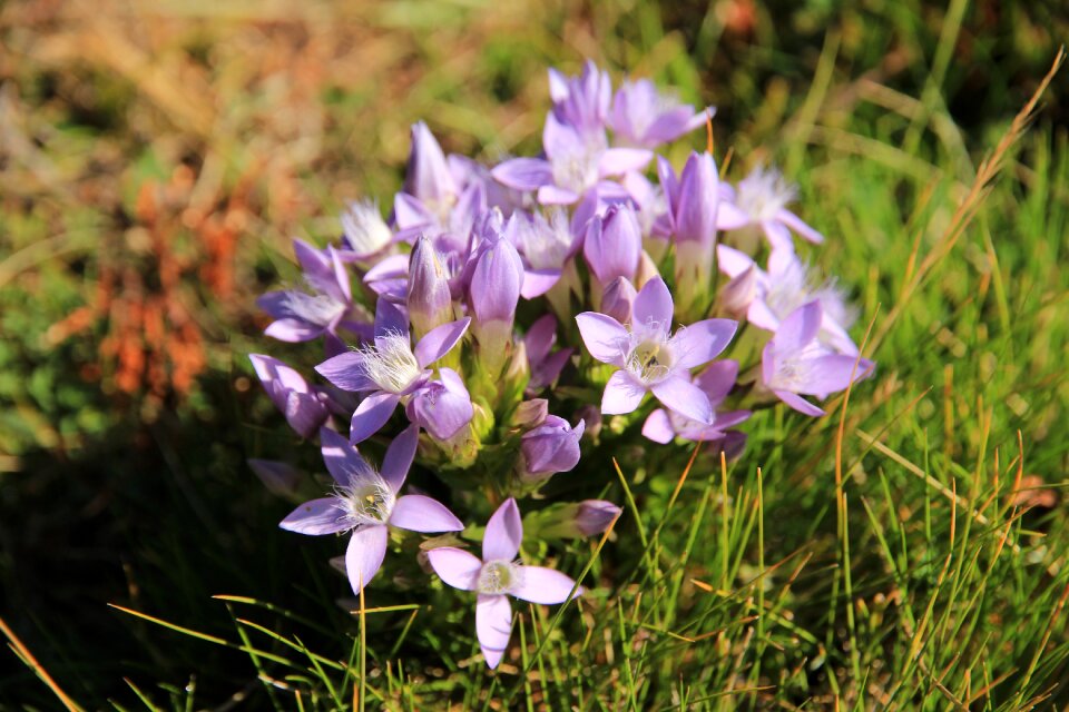 Flower purple nature photo