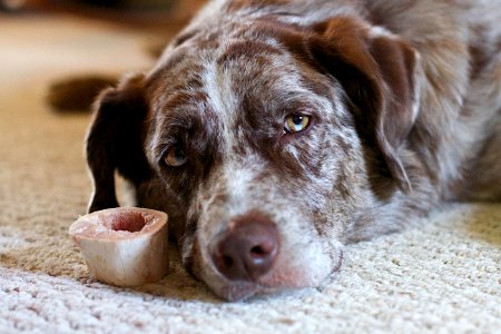 2017/365/167 Dog and Bone photo