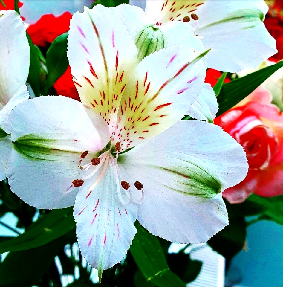 And Flower In Bloom, Has Blooming Out Nicely