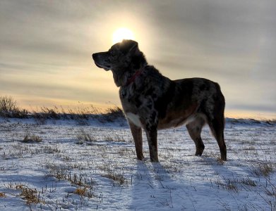 Sun Dog photo