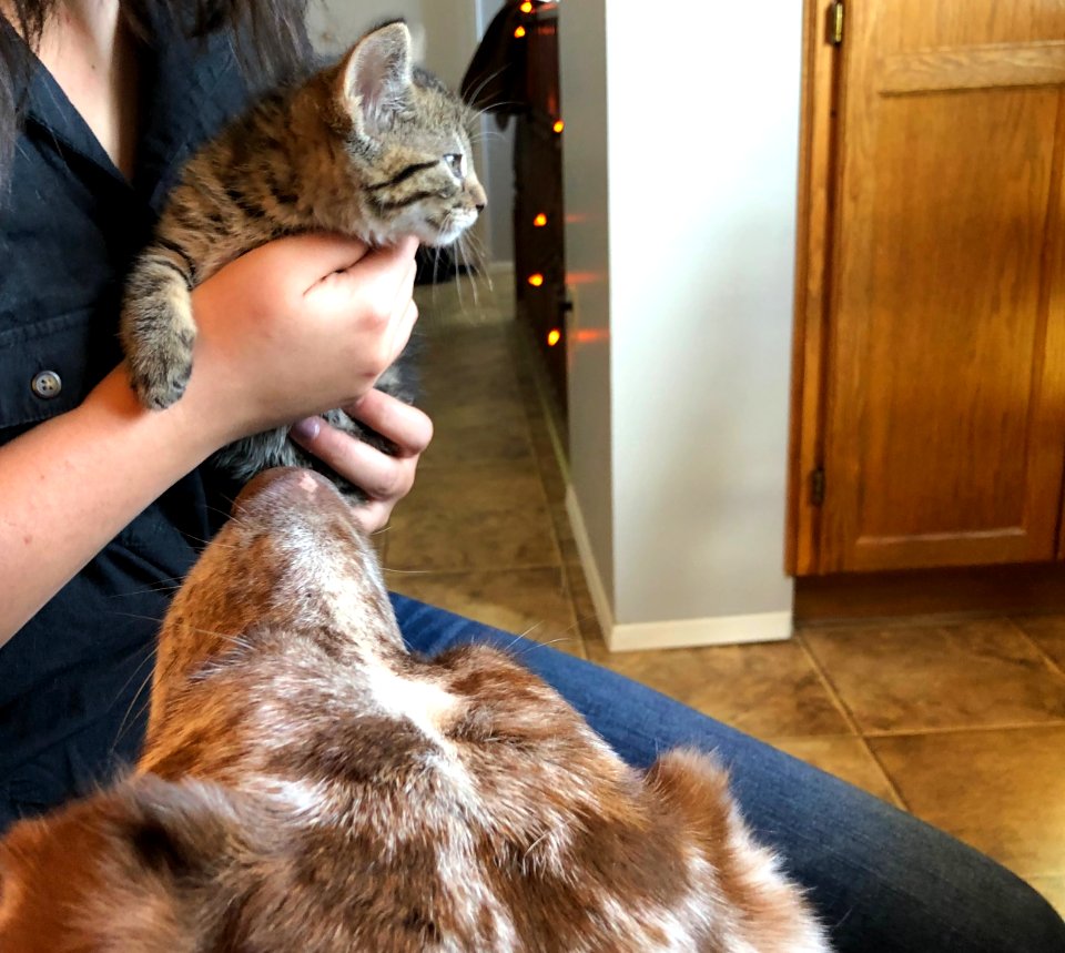 Who Dat Cat?