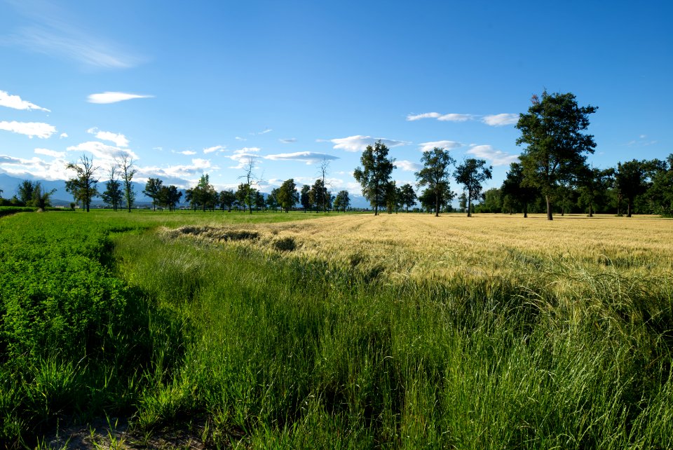 The wheat days. Please view large. photo