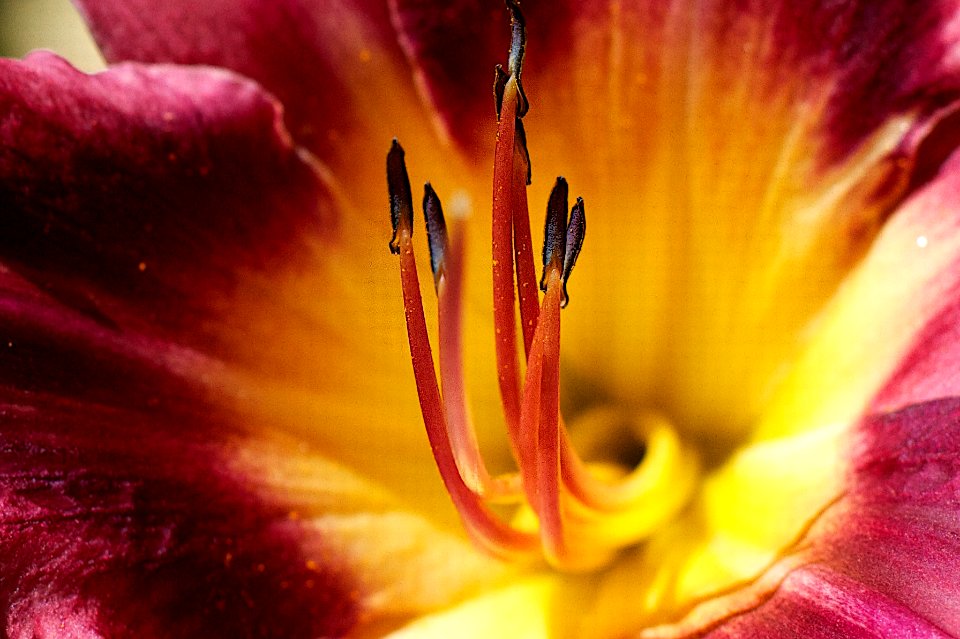 2013/365/169 Come Stamen With Me