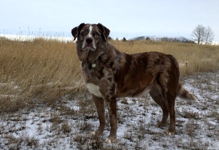 Mr On Alert photo