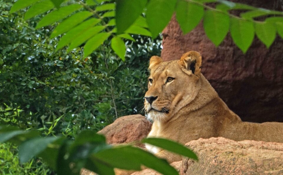 Big cat female wildcat