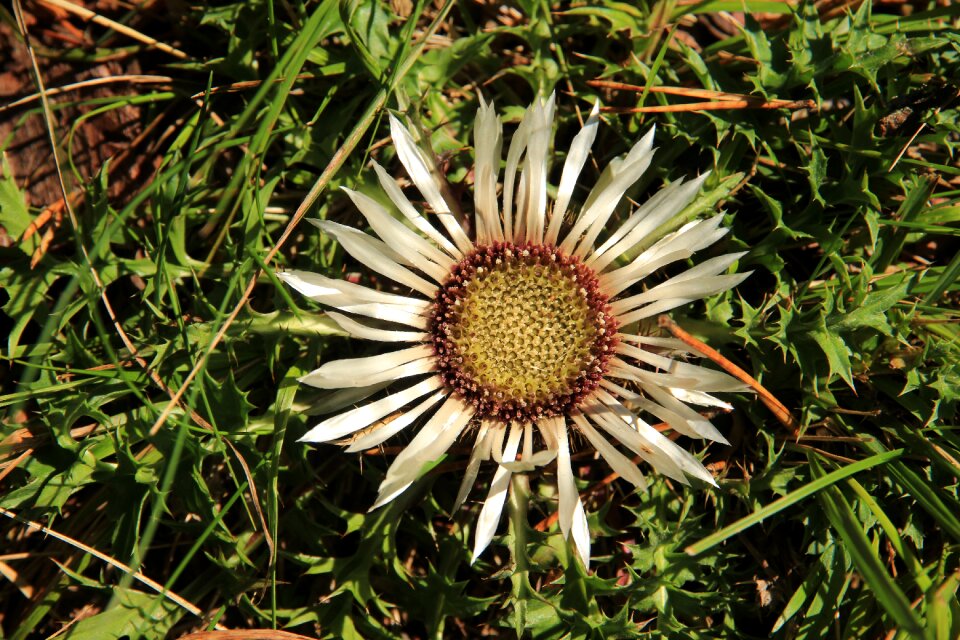 Plant close up flower