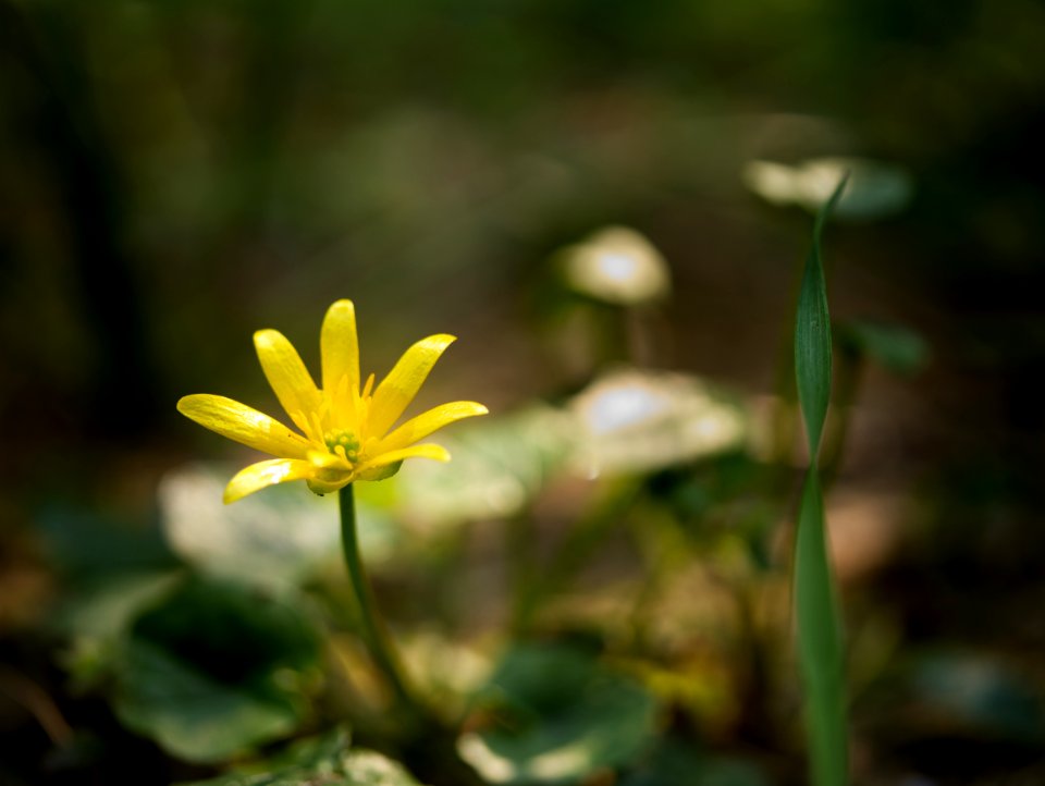 Condominium garden.