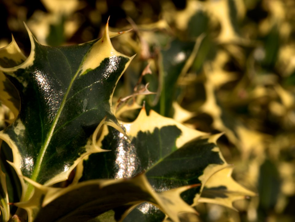 Afternoon in the garden. Ilex Aquifolium