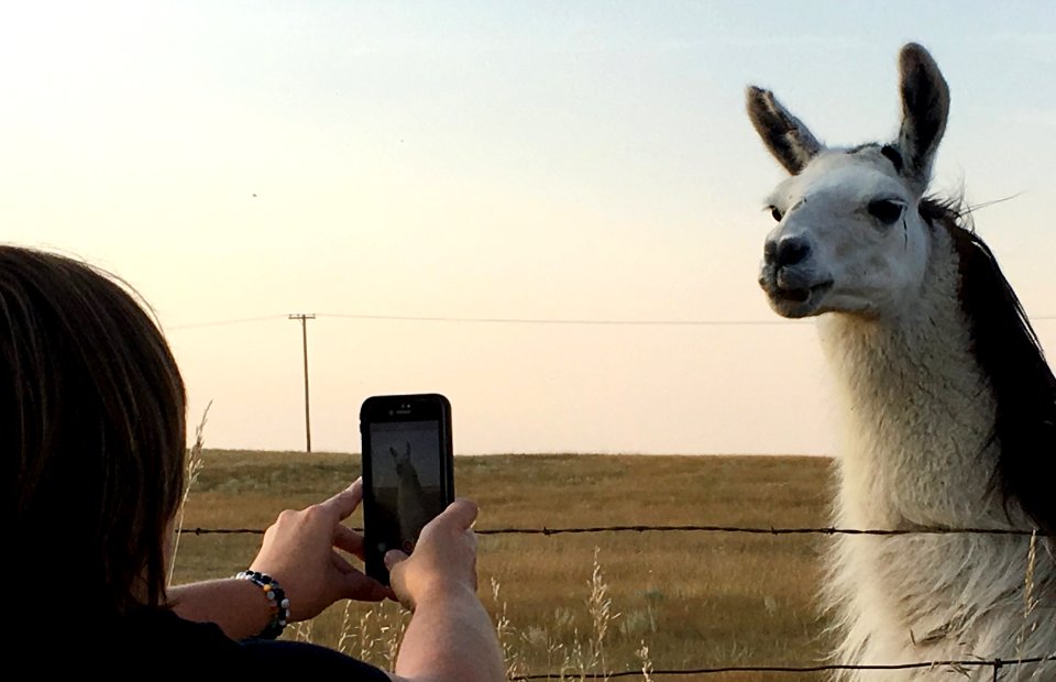 2018/365/251 Interviewing a Llama