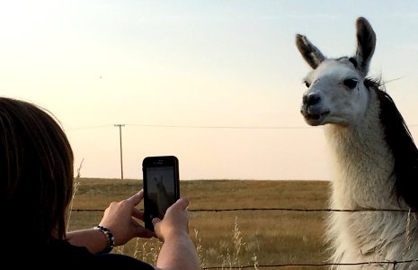 2018/365/251 Interviewing a Llama