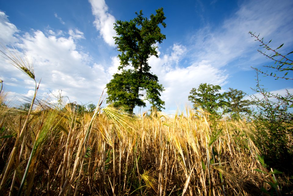 Tree in the wheat field. Best viewed large photo