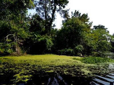 20180823 New Orleans, Alligator trail boat