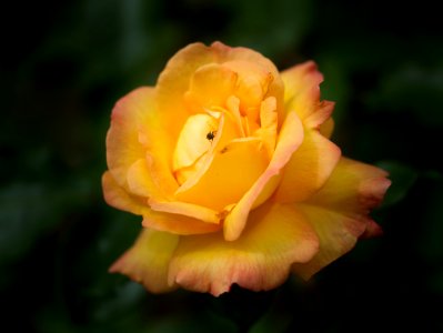 Rose. photo