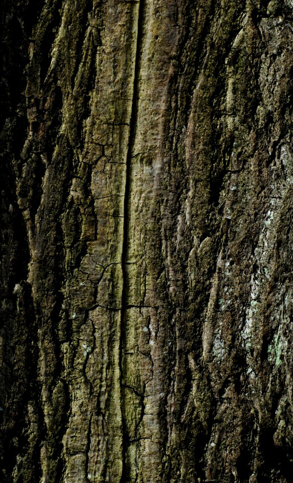 Trunk tree bark trunk trees