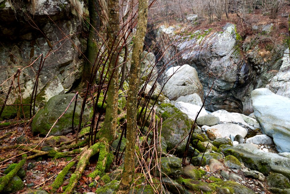 River and forest scene. Best viewed large.