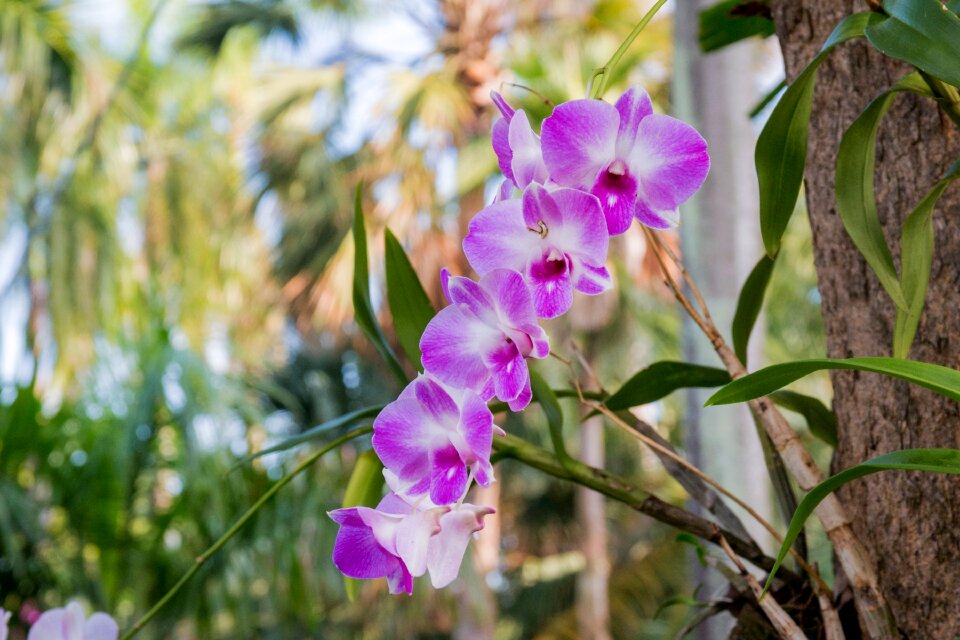 Orchid wai orchid rattan photo