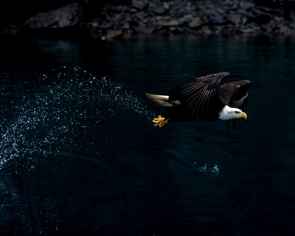 2020 Bald Eagles Going after Fish (15)