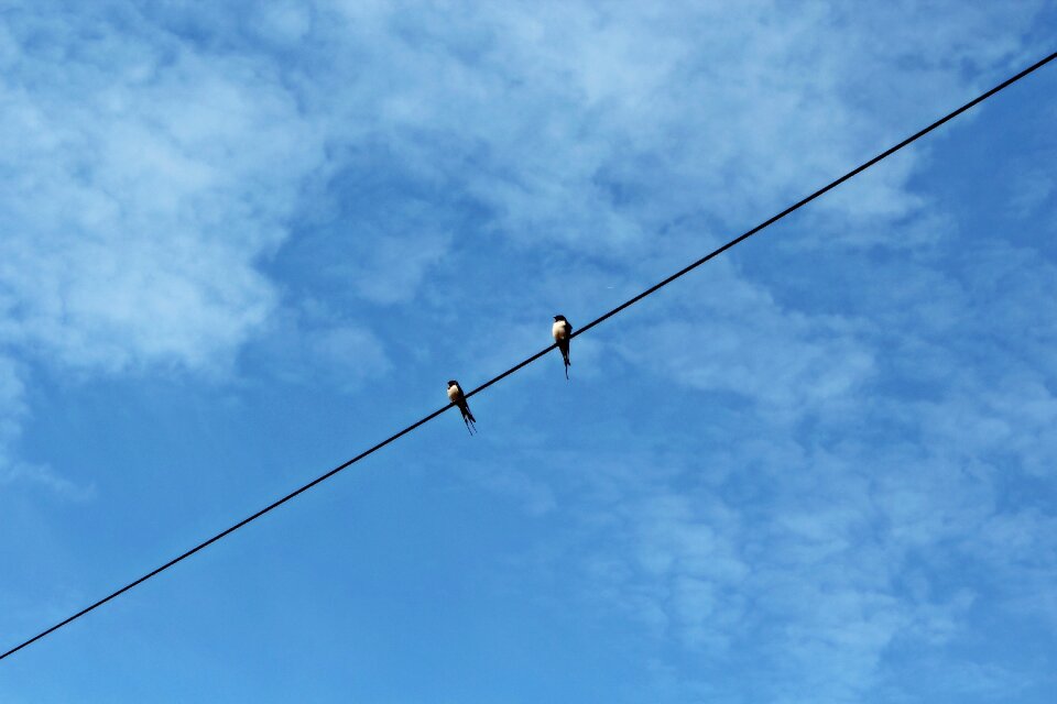 Blue power control unschwalben pair