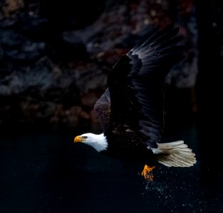2020 Bald Eagles Going after Fish (17)