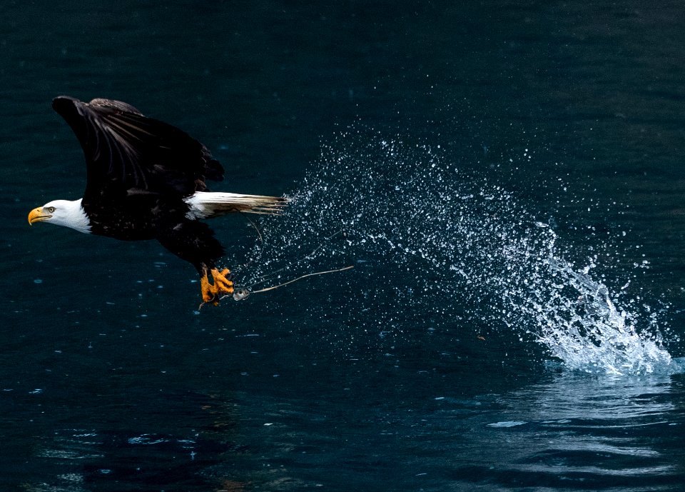 2020 Bald Eagles Going after Fish (6)