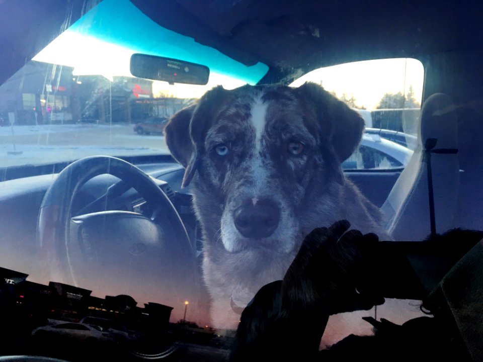 Who's Driving?