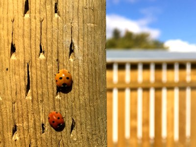 Bugging Around Together
