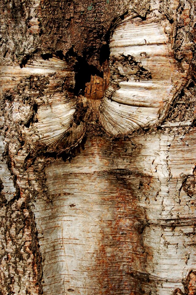Nature tree trunk