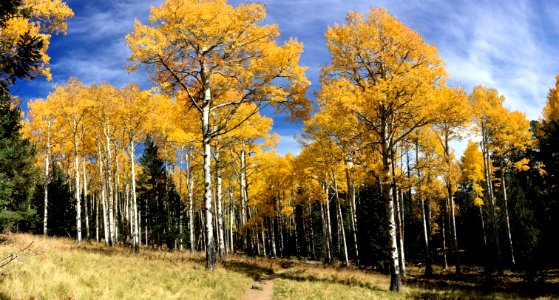 All Along the Kachina Trail