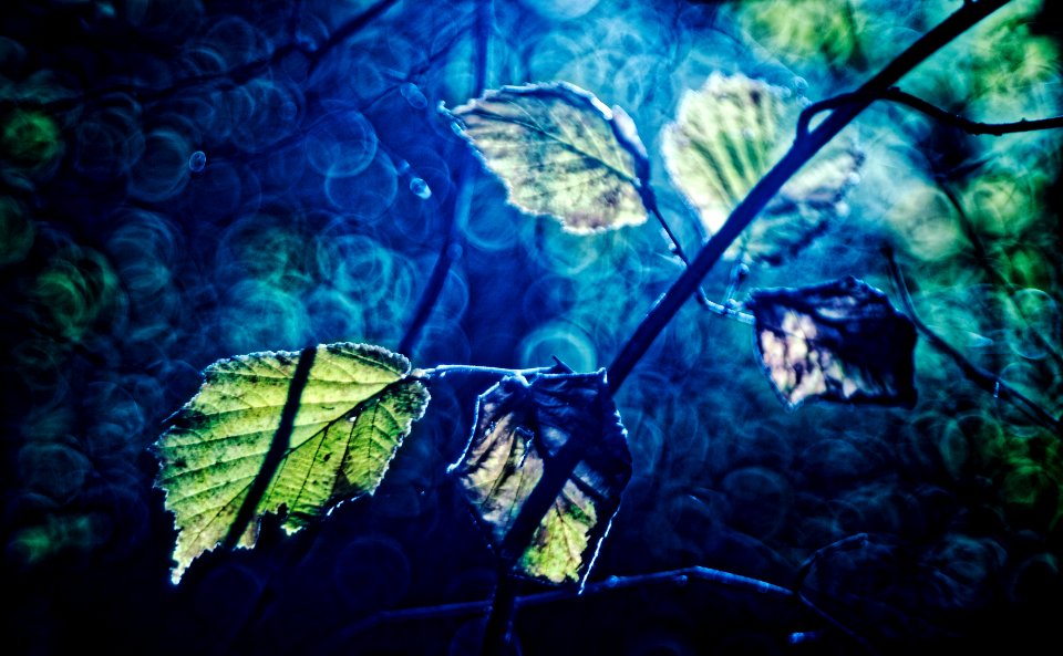cold leaf/wild fantasy
