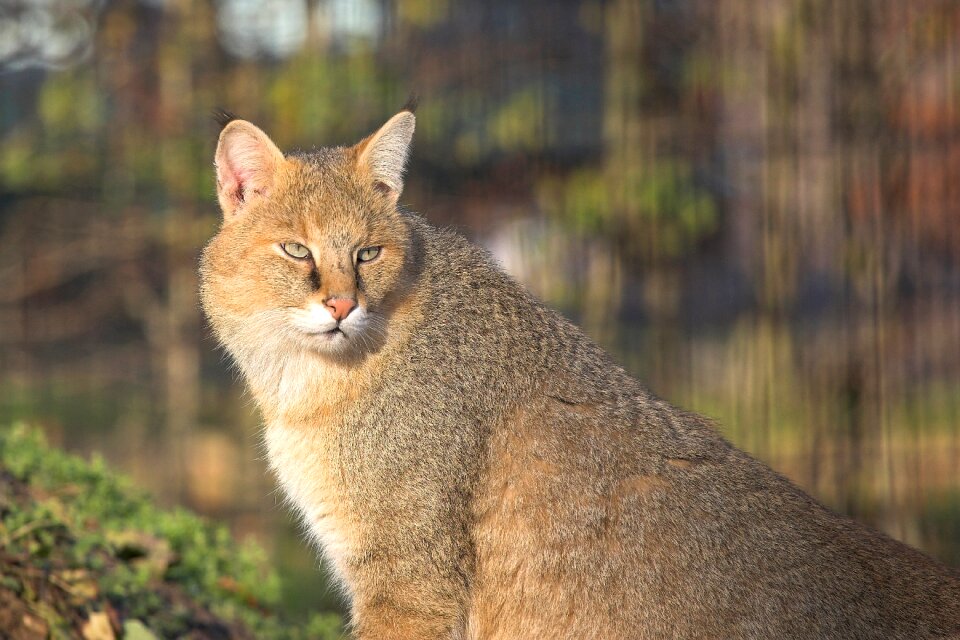 Animals feline mammal