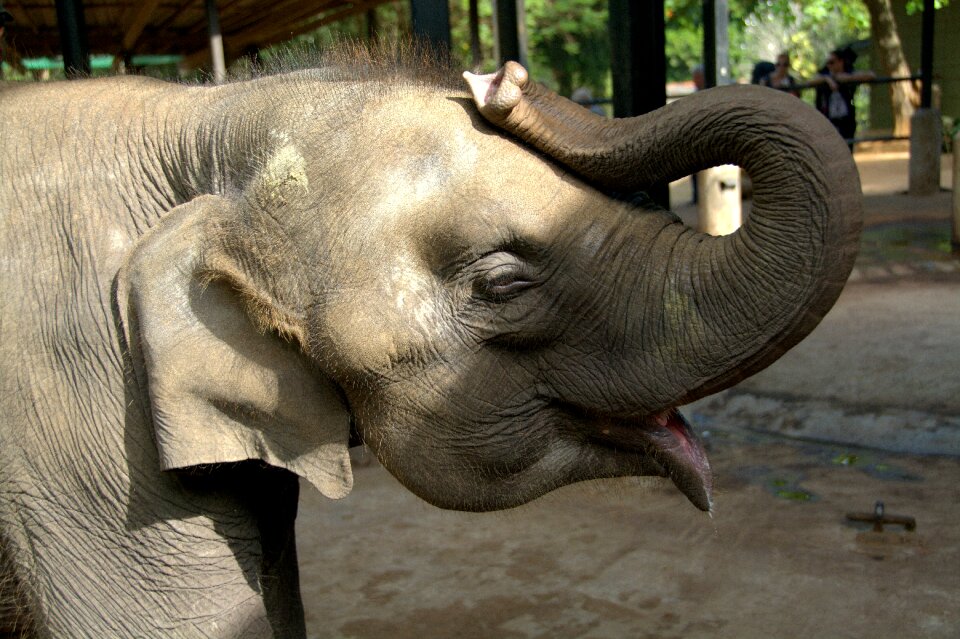Elephant baby elephant circus animal