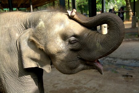 Elephant baby elephant circus animal photo