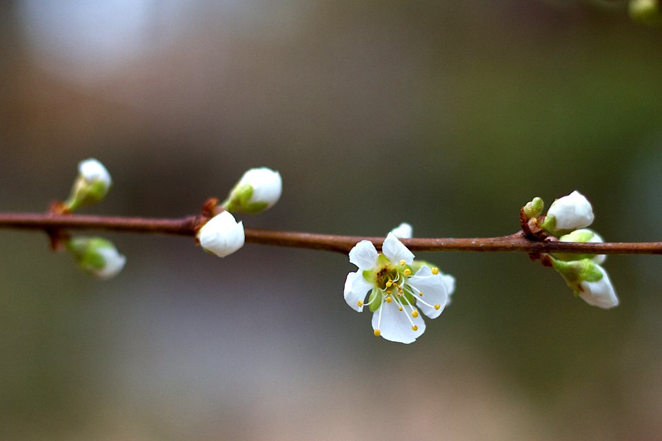 Think Plum