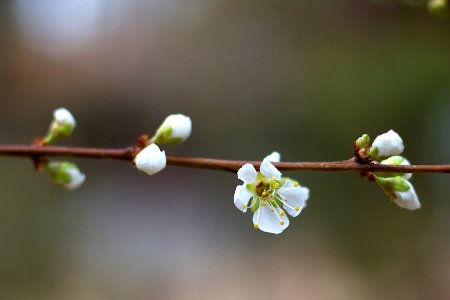 Think Plum