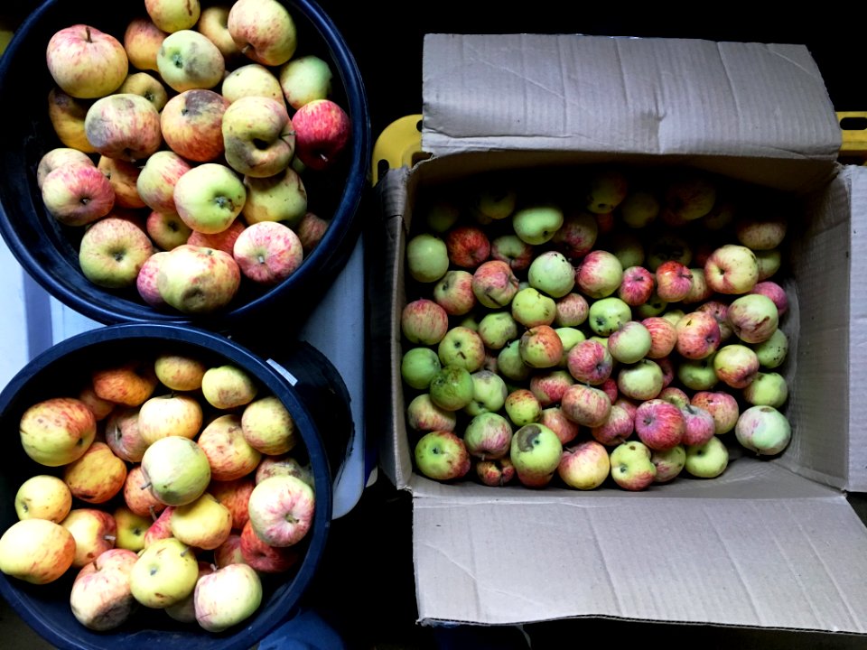 Apples By The Bucket