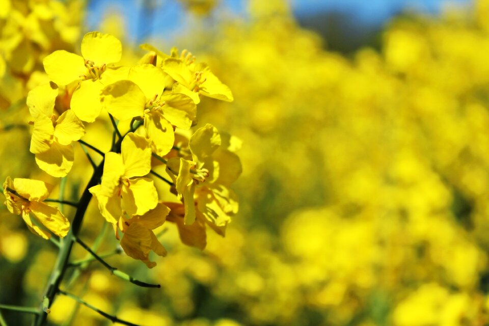 Crops blossom bloom