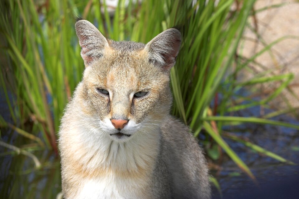 Animals feline mammal
